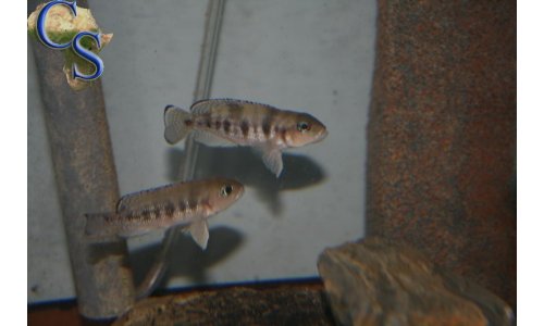 Neolamprologus hecqui